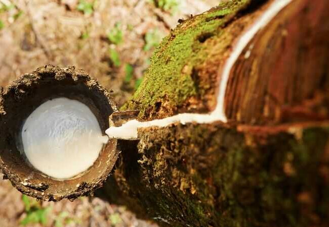 Natuurlijk rubber voor eco-vriendelijk speelgoed